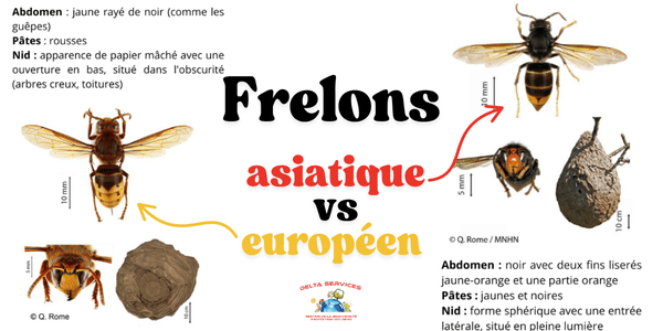 Nettoyage de toiture à la vapeur (7)