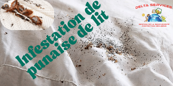 Nettoyage de toiture à la vapeur (9)